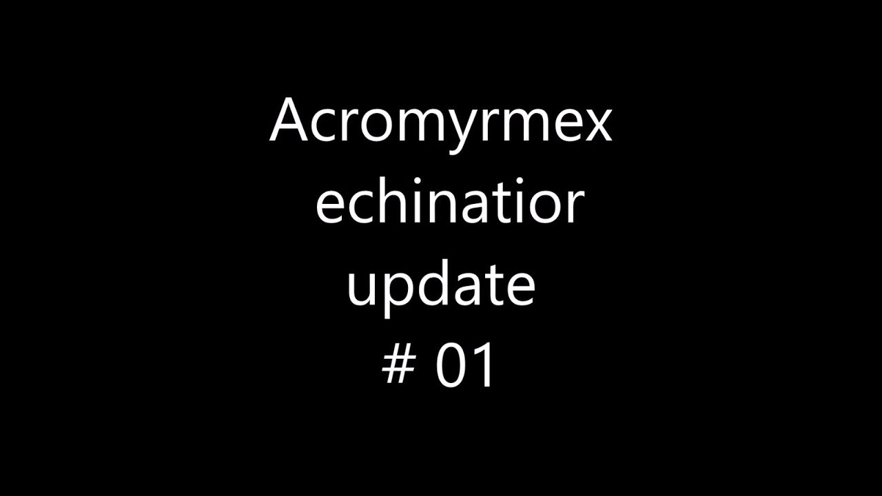 http://cf.edu Acromyrmex echinatior - update # 01