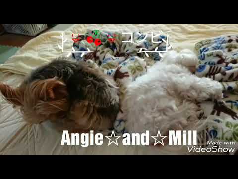 こんばんは🎵仲良しコンビのミル14才💐と元保護犬アンジー10才🌷ですAngie of protective Dog yorkshire Terrier ☆Angie loves Mill of