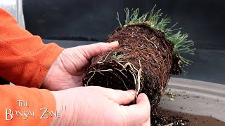 Repotting My Mugo Pine, The Bonsai Zone, March 2024