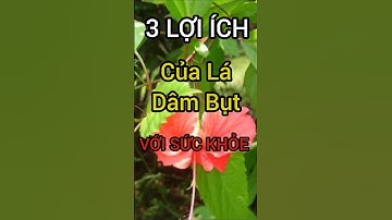 3 Lợi Ích Bất Ngờ Của Lá Dâm Bụt Có Thể Bạn Chưa Biết #dinhduong #health #suckhoe