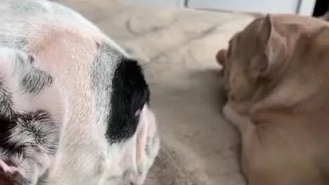 Walter asking bone from Charlotte