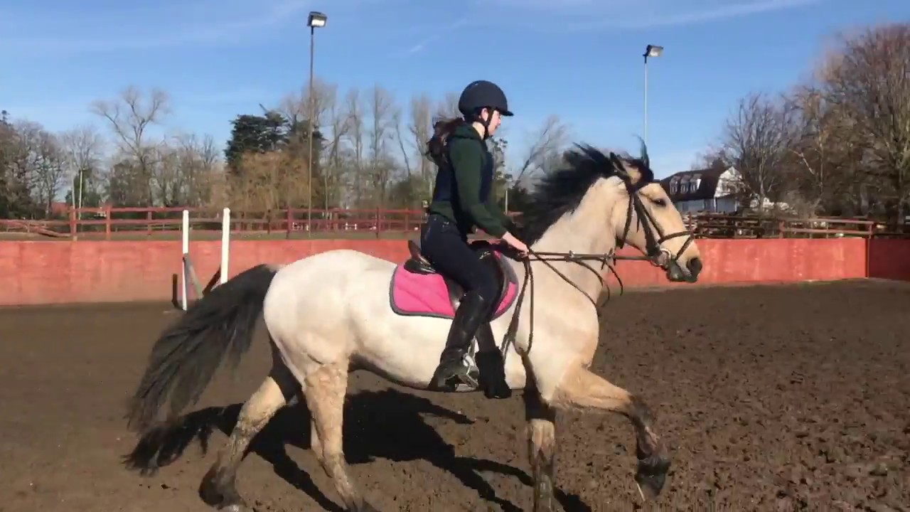 gcse pe horse riding coursework