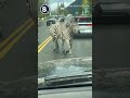 Zebras Run Wild in Washington State