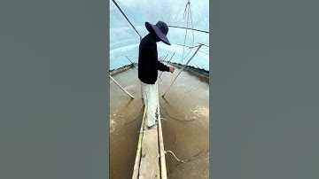 Mô hình nuôi tôm công nghệ cao siêu đỉnh