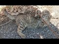 一人で遊ぶ子猫のキジ【3】