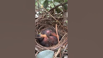 Nest with 4 baby mockingbirds...