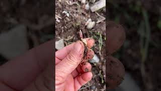 Domuzlar Sümbül Soğanlarını Çıkarmış Ğal