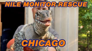 Nile Monitor loose in neighborhood near Chicago!!! by Nature In Your Face 867 views 10 months ago 10 minutes, 14 seconds