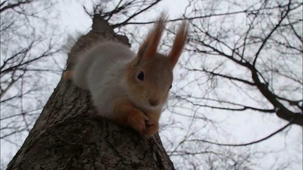 Впр 6 класс белка симпатичная лесная жительница