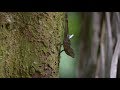 Cuestionario sobre el estudio de las lagartijas Anolis