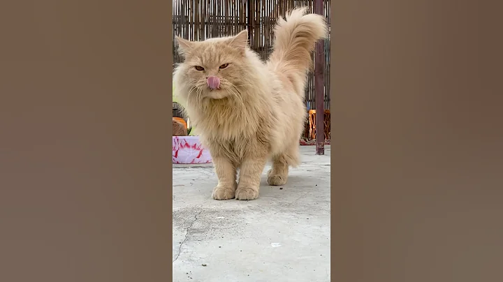 Video 11707891: cute funny persian cats, persian cat reaction, adorable meow