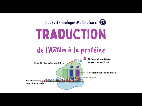 Vidéo: L'ARN est-elle impliquée dans la traduction ?