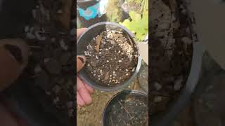 plant tour 2022 by MoniMoo Variety channel 35 views 2 years ago 3 minutes, 24 seconds