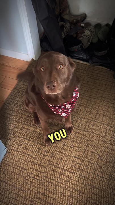 She Was Sad! #animalshorts #sad #dog #saddog