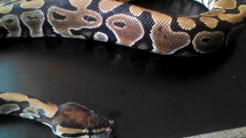 Very Sick Ball Python Pickup Part 2 - Benjamin
