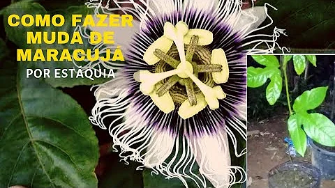 Como plantar galho de maracujá?