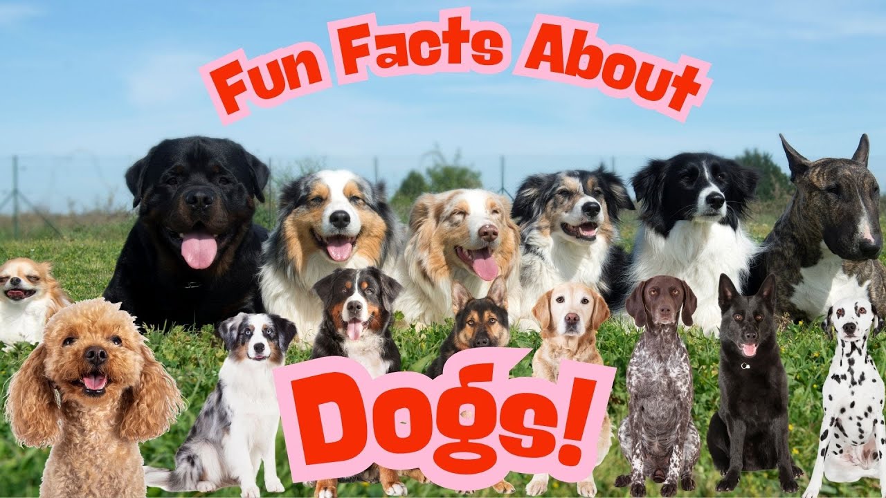 Fun Facts about Dogs for Kids!