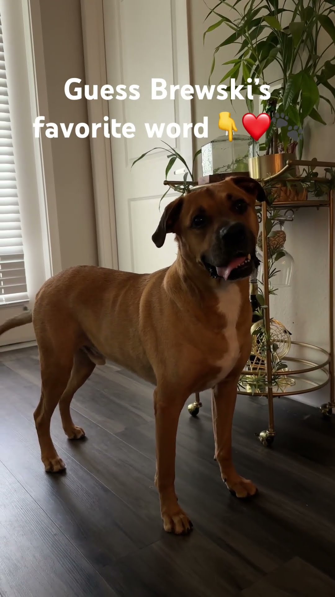 What Do You Think It Is cutedog dog labrador boxerdog doglover What Do You Think It Is cutedog dog labrador boxerdog doglover