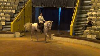 Елена Павлович Высшая школа. Репетиция. Equestrian Riding School, Spanish Riding School