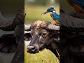 A rare friendship between kingfisher & buffalo #animals #shorts