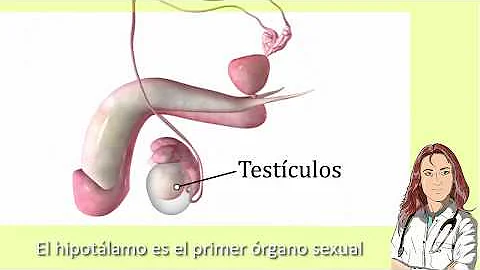 ¿Cuáles son las hormonas que participan en el sistema reproductor masculino?
