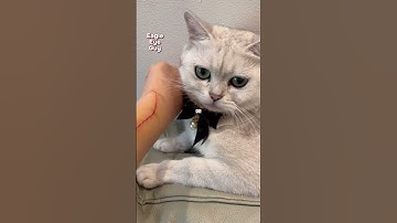 Stop Declawing Cats ! #shorts