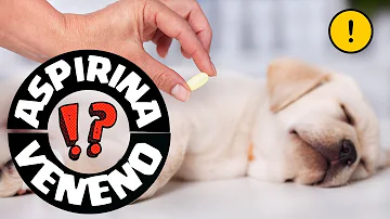 ¿Es la aspirina un buen antiinflamatorio para los perros?