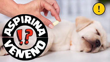 ¿Los perros pueden tomar aspirina infantil?