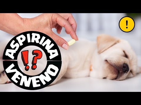Video: Toxicidad por aspirina en gatos y perros