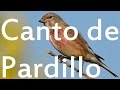 Canto del Pardillo "El Merino"