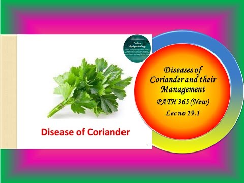 42 PATH 365 (New) Lec no 19.1 Diseases of Coriander