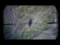 Bear Hunting California