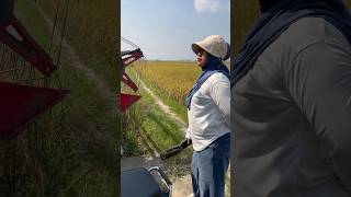 CANTIKNYA MANDOR KOMBI BIKIN BETAH DI SAWAH