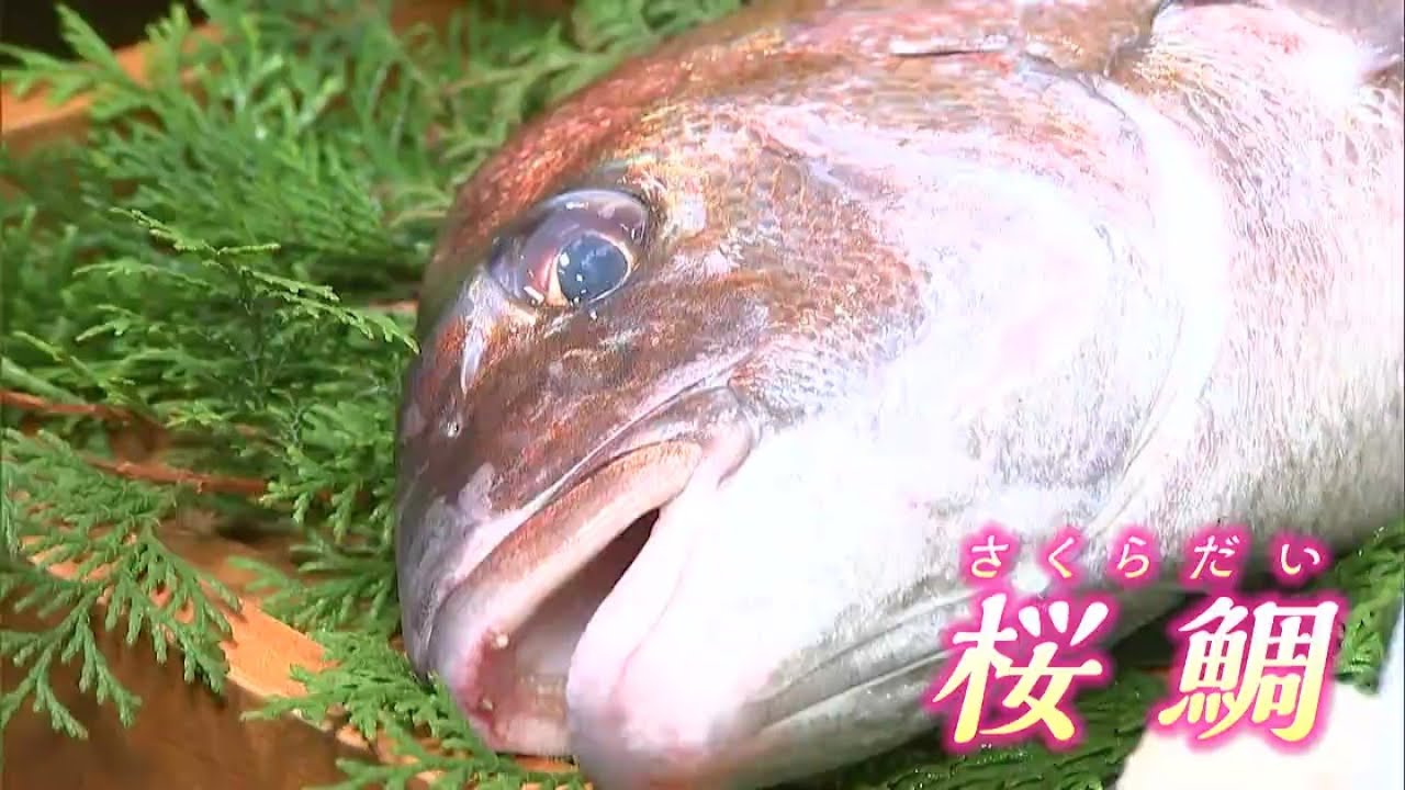 初鯛が相場の40倍の20万円で落札」今年最初に水揚げされた桜鯛の競り