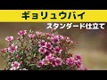 ギョリュウバイのスタンダード仕立て/ぎょりゅう梅/