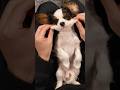お迎えした生後３ヶ月の子犬に癒される #キャバリア #shorts