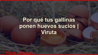 Por qué tus gallinas ponen huevos sucios | Viruta #Shorts