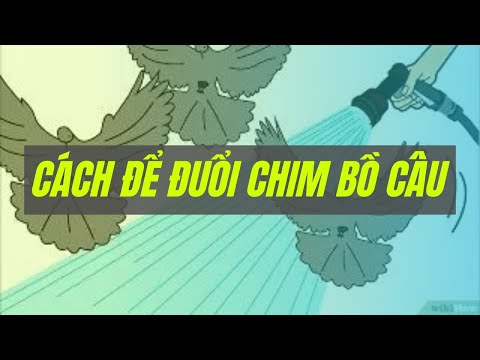 Video: Cách đuổi chim bồ câu trên ban công: mẹo