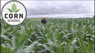 Corn School: Strip till fertility requires no-till mindset