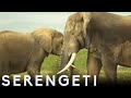 Tembo the elephant is accepted by new herd  serengeti story told by john boyega  bbc earth