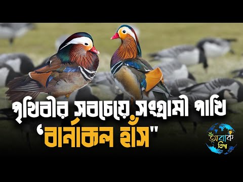 ভিডিও: বারনাকল হংস রেড বুকের একটি পাখি