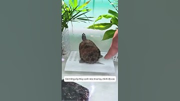 Giỏ trồng cây thủy canh đa năng - mang lại lợi ích kép cho bể cá #aquatic #shorts