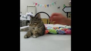 Teaching Go to Mat & Carrier: Youth Kitten Training Camp 2017 by maueyes 269 views 6 years ago 1 minute, 1 second