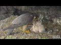 Anacapa Falcons, Feeding, Baby fights with leg 2019 05 10