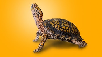 Massive Indoor Box Turtle Habitat Build!