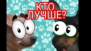 ВЫЗОВ „ЭЛИ ЧУ ПЭТС” КАКАЯ СОБАКА ЗНАЕТ БОЛЬШЕ? by WONDERFUL PETS 849 views 5 years ago 2 minutes, 31 seconds