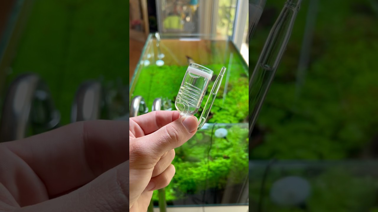 I ordered a cheap co2 diffuser and it did better then I through #youtubeshorts #aquascape