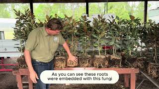 Mycorrhizal Fungi Benefits