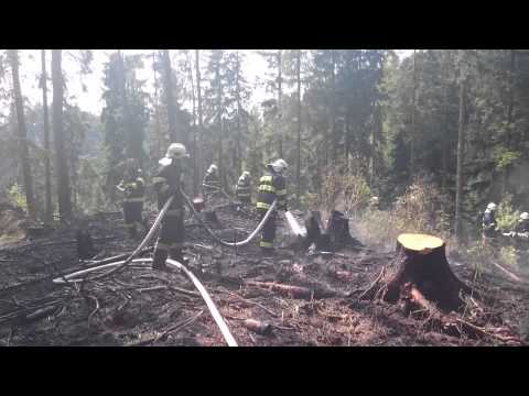 Video: Snižuje těžba lesní požáry?