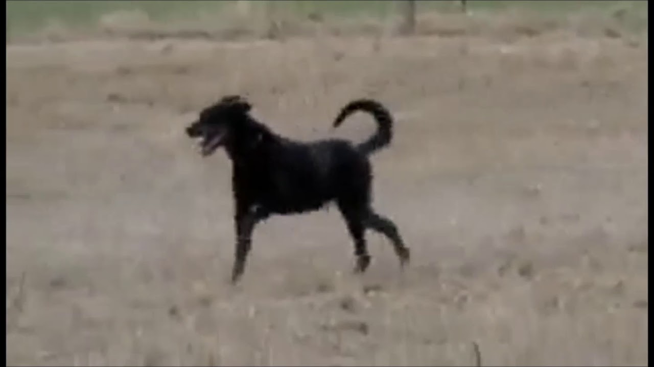 Der Beauceron in seinem Element